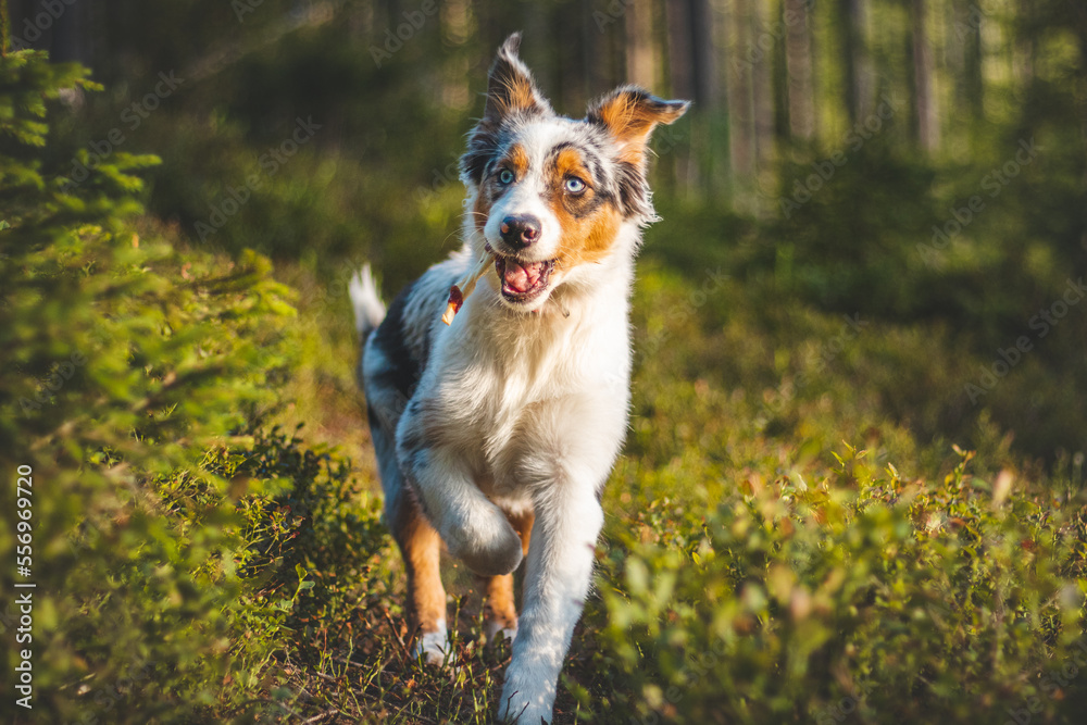 Candid portrait of an Australian Shepherd puppy dog running with a bony bone in his mouth through the woods in the sunset light. Four-legged bundle of joy and gratitude
