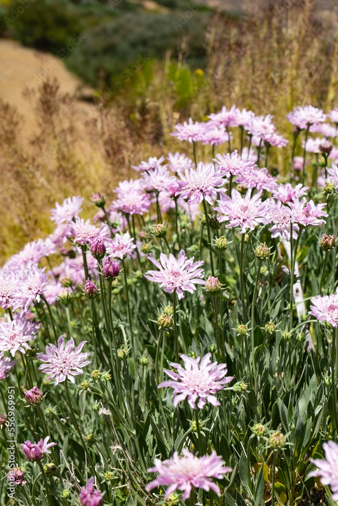 Skabiose (Pterocephalus lasiospermus) blooming in Teide Nationalpark, Canary Islands, Spain