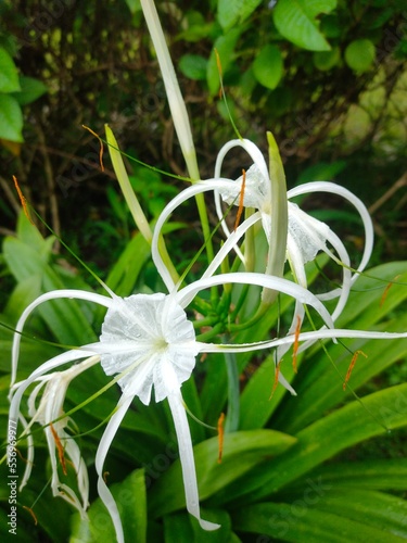 Hymenocallis littoralis, beach spider lily at the Gelora Bung Karno stadium park, Jakarta, Indonesia. Beach spider lily after raining in the morning photo
