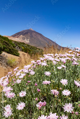 Skabiose (Pterocephalus lasiospermus) blooming in Teide Nationalpark, Canary Islands, Spain photo