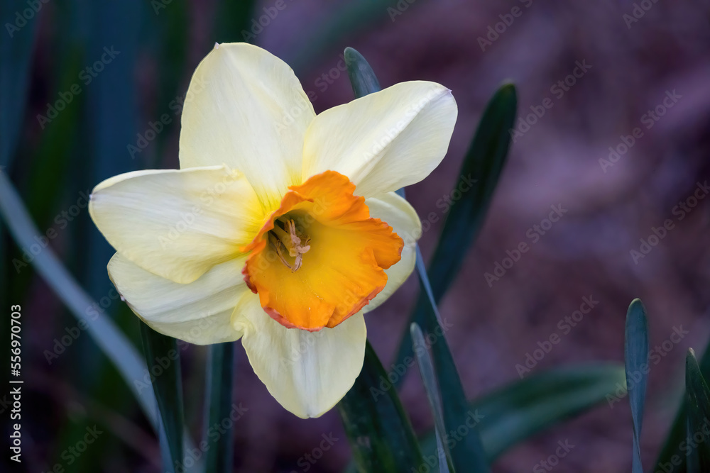 Fototapeta premium White and Yellow daffodils in a garden