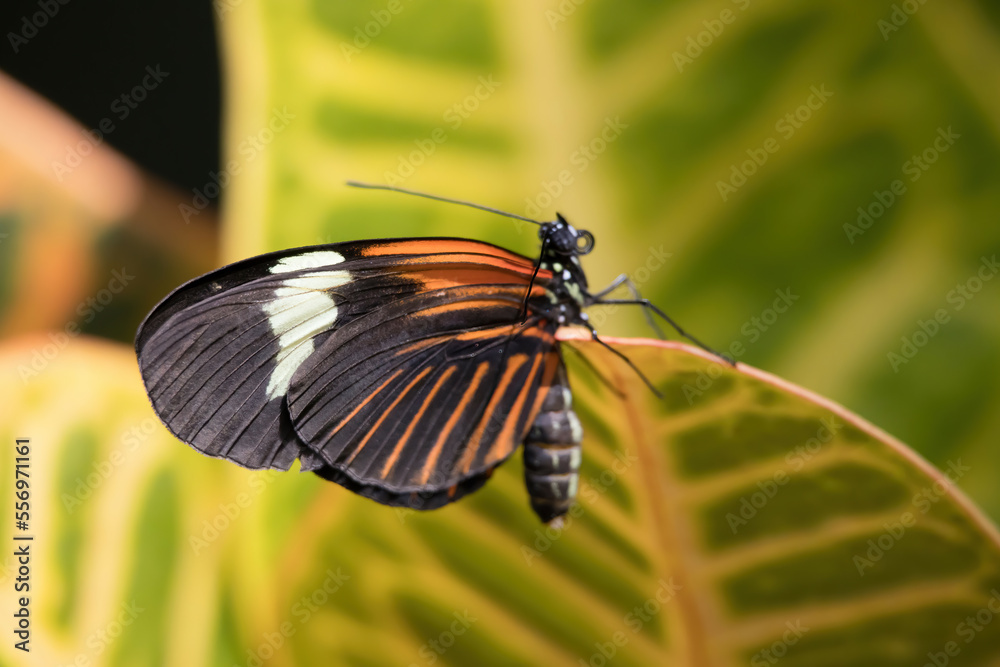 Fototapeta premium Butterfly in orange, black and white