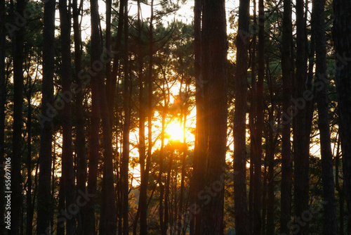 Beautiful pine forest landscape with sunlight shining through the trees. Forest trees covered with golden sunlight before sunset. Forest landscape.