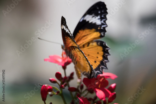 Butterfly in orange, black and white © Allen Penton