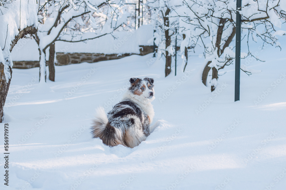 Colourful female of Australian Shepherd breeds enjoys her first winter fun. The mischievous dragoness is playing in the snow and watching with her naughty eyes