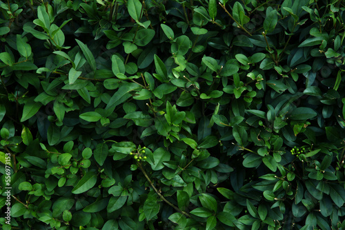 Wallpaper Mural Evergreen hedge. Torontodigital.ca