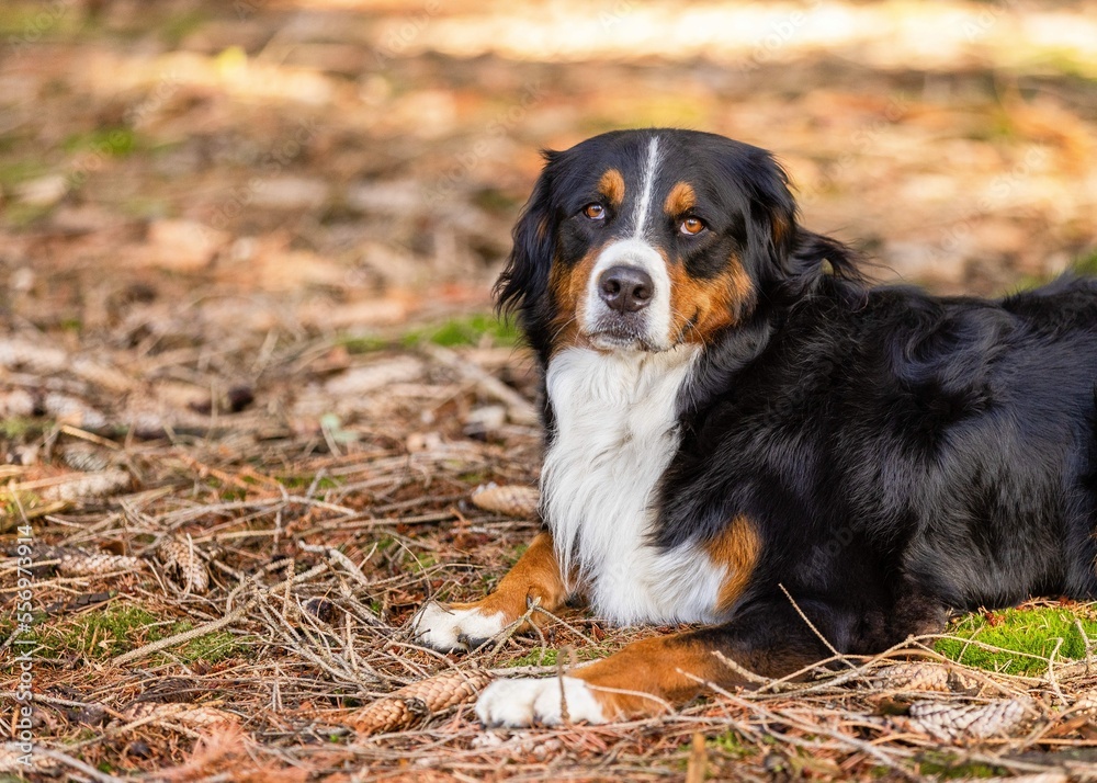 bernese mountain dog bernese mountain dog