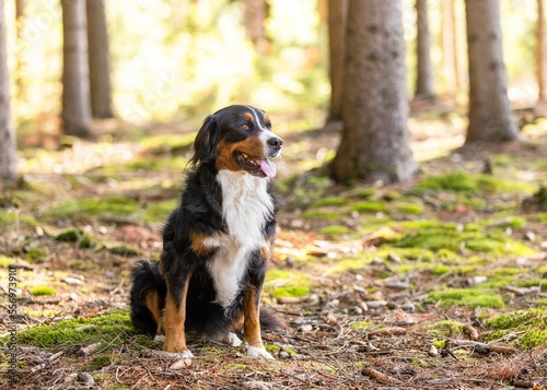 Foto bernese mountain dog