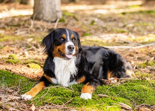 bernese mountain dog