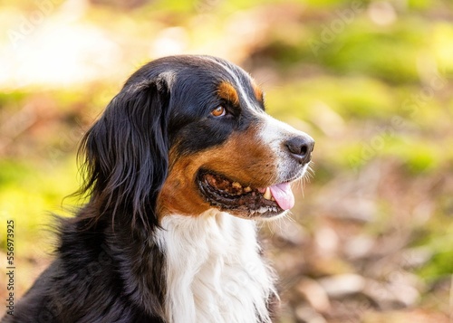 bernese mountain dog
