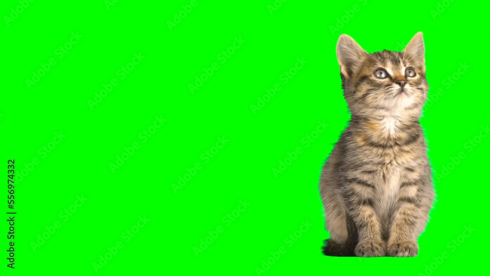 cat fluffy green background screen kitty cat fluffy green background screen kitty