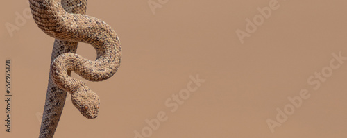 desert sidewinding adder