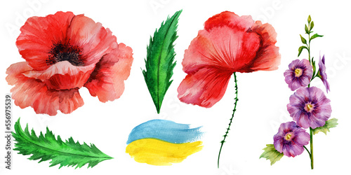 Watercolor poppy flowers isolated on white background.