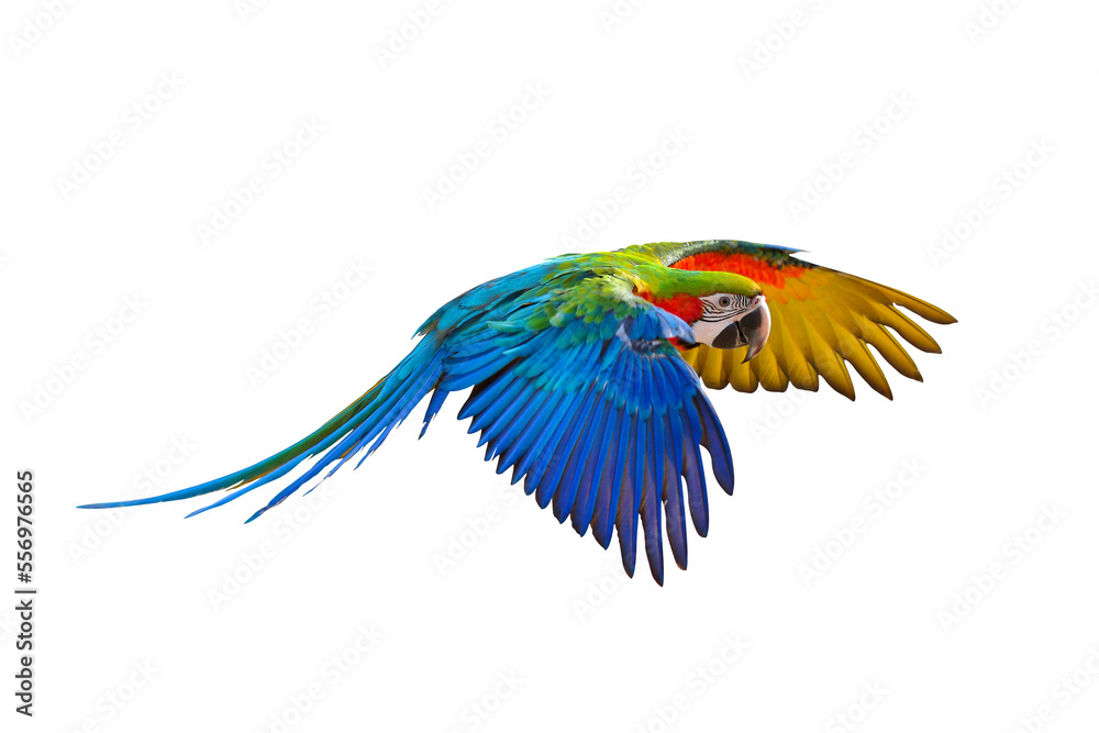 Fototapeta premium Colorful Harlequin macaw flying isolated on transparent background png file