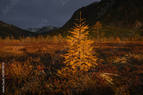 Magadan candle. Jack London Lake