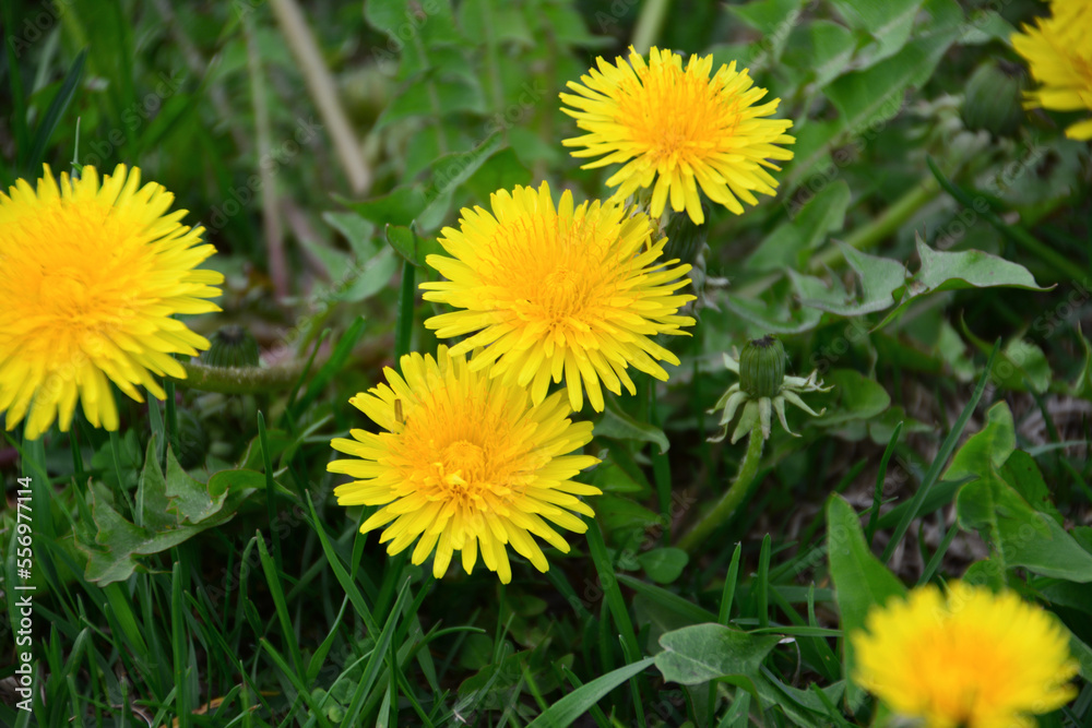 group of yellow dandelions on the green lawn in cloudy day, macro group of yellow dandelions on the green lawn in cloudy day, macro
