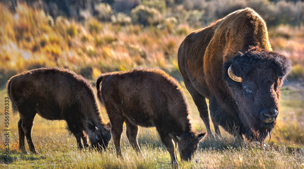 Fototapeta premium buffalo in the field