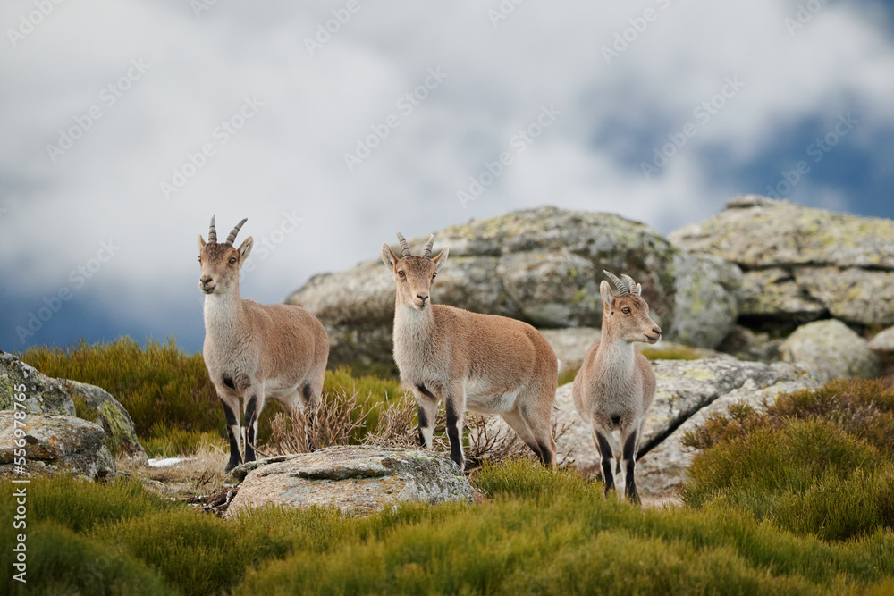 Herd of mountain goats grazing on grassy hill Herd of mountain goats grazing on grassy hill