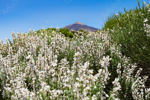 Broom blooming in Teide Nationalpark, Spain