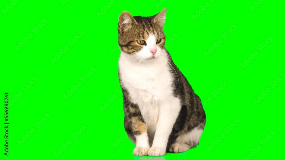 cat fluffy green background screen kitty