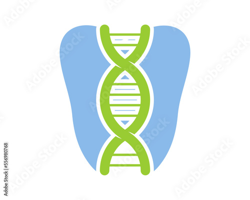 Tooth with backbone shape inside