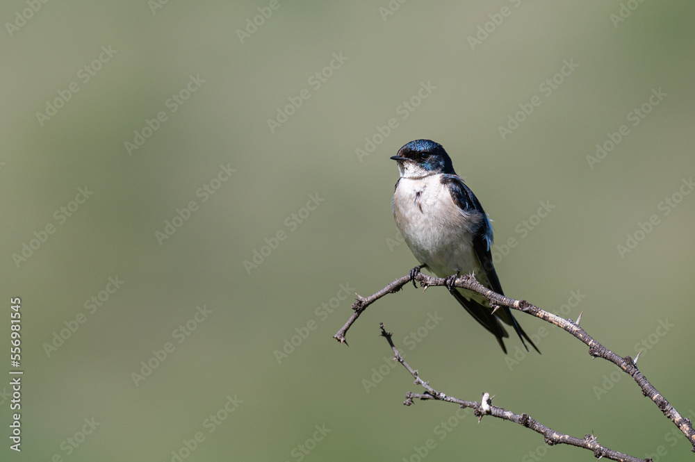 Hirundo dimidiata - Pearl-breasted swallow - Hirondelle à gorge perlée