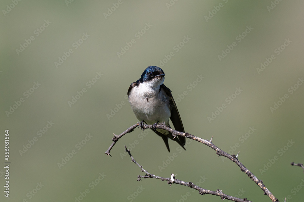 Hirundo dimidiata - Pearl-breasted swallow - Hirondelle à gorge perlée Hirundo dimidiata - Pearl-breasted swallow - Hirondelle à gorge perlée
