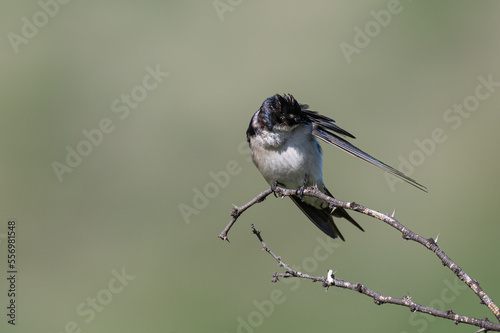 Hirundo dimidiata - Pearl-breasted swallow - Hirondelle à gorge perlée photo