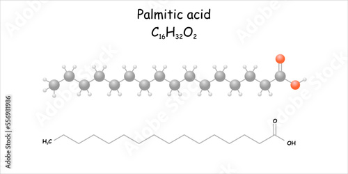 Stylized molecule model/skeletal formula of palmitic acid.