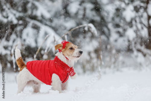 Jack Russell Terrier in a red jacket, hat and scarf stands in the forest. There is a snowstorm in the background. Christmas concept