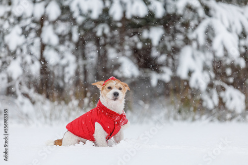 Jack Russell Terrier in a red jacket, hat and scarf is sitting in the forest. There is a snowstorm in the background. Christmas concept