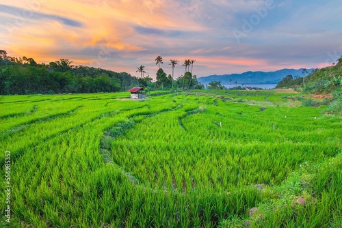 rice fields in the village of Jujun Kerinci, Jambi, Indonesia