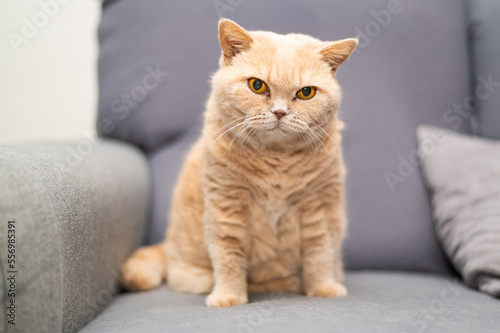British shorthair cat of creme color is lying on the gray couch. Cute pet relaxation.