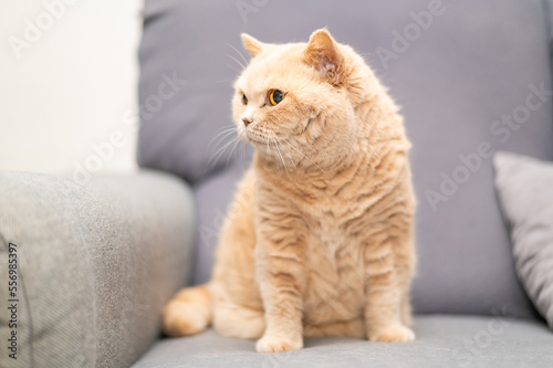Fototapeta Naklejka Na Ścianę i Meble -  British shorthair cat of creme color is lying on the gray couch. Cute pet relaxation.