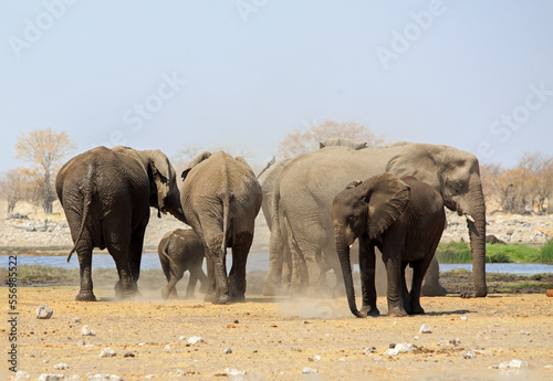 Small family herd of elephants including a young calf , with dust flying standing near a waterhole with a natural pale blue sky, and bush background