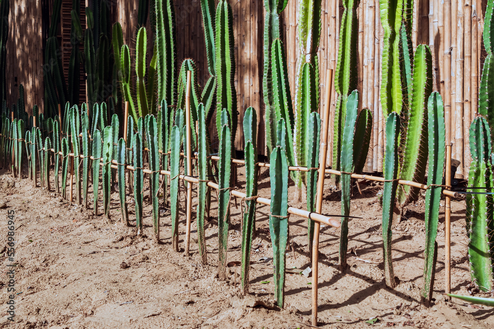 Many cactus plants to decorate the garden.Cultivation of beautiful cactus species as hobby and selling. Industrial cactus farm in farmhouse with different types of cacti and succulents grown for sale. Many cactus plants to decorate the garden.Cultivation of beautiful cactus species as hobby and selling. Industrial cactus farm in farmhouse with different types of cacti and succulents grown for sale.