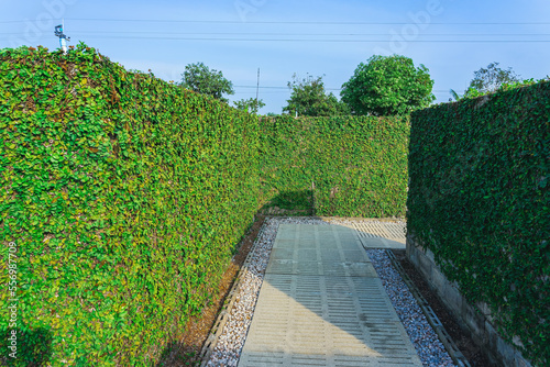 Climbing fig or Creeping fig  Ficus Pumila  the ivy plants are creeping up on concrete wall in garden. Pumila is ivy planted on wall to create natural atmosphere. Beautiful Ficus pumila texture wall.