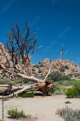 joshua tree national park california hideen valley trail fallen tree photo