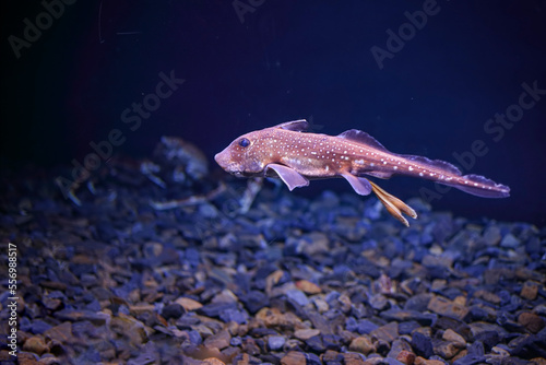 Foto Sea aquarium chimera fisk