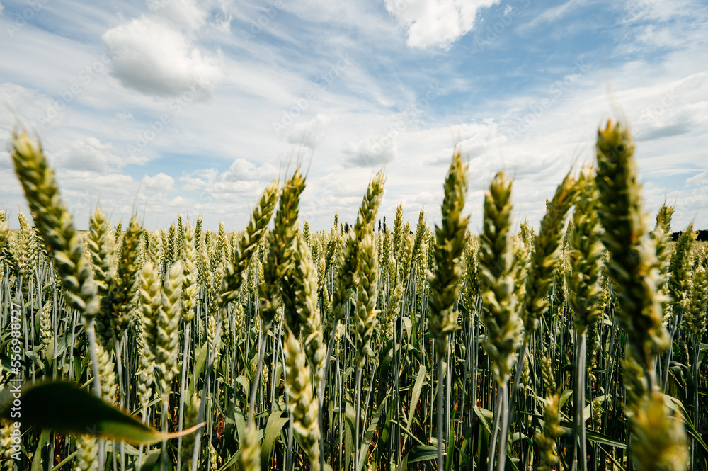 The Ukrainian Agro Cultural Field with wheat is still unripe green wheat in the field. The Ukrainian Agro Cultural Field with wheat is still unripe green wheat in the field.