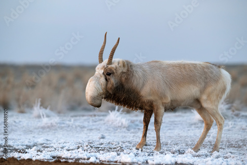 Saiga antelope or Saiga tatarica walks in steppe near waterhole in winter