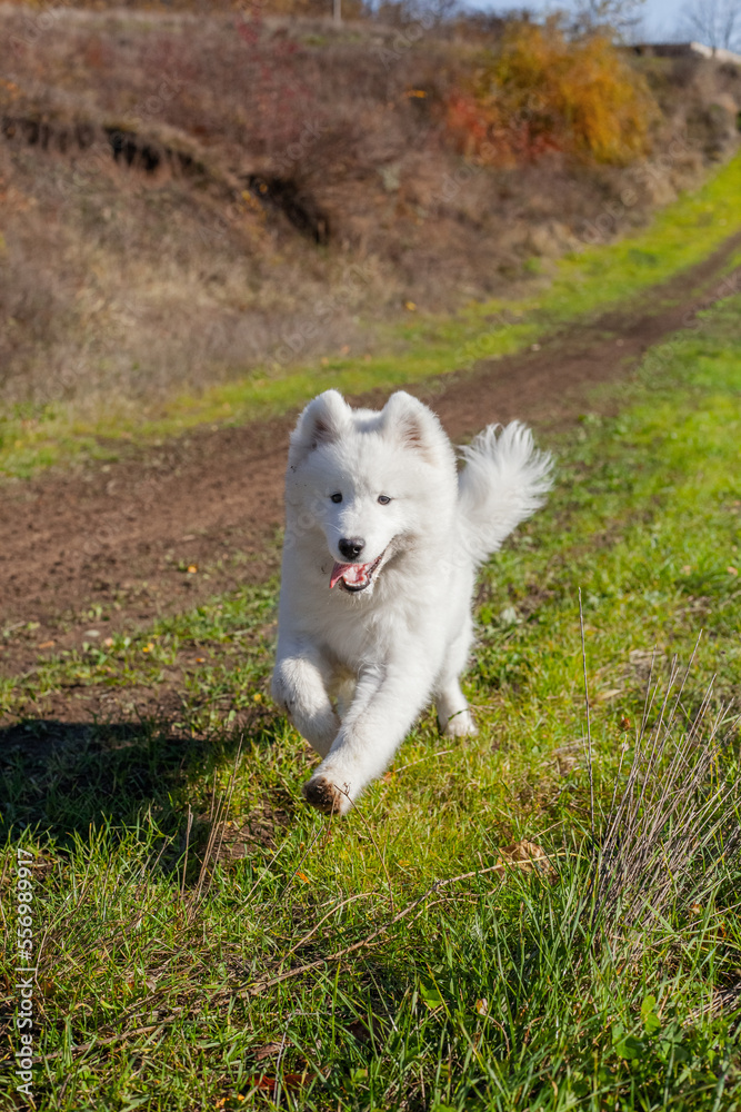Samoyed runs towards a man in the park in autumn Samoyed runs towards a man in the park in autumn