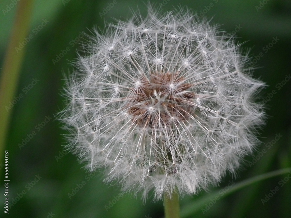 Fototapeta premium 花