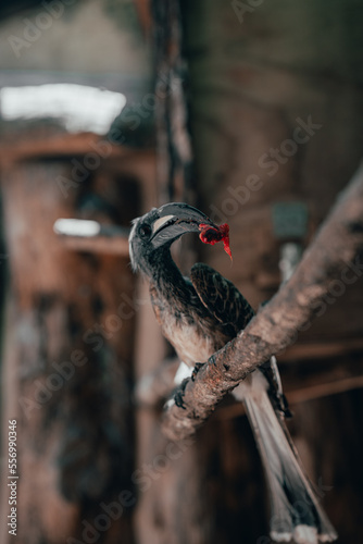 Lophoceros Nasutus, Toco piquinegro, Bucerotiforme, Bucerotidae comiendo photo