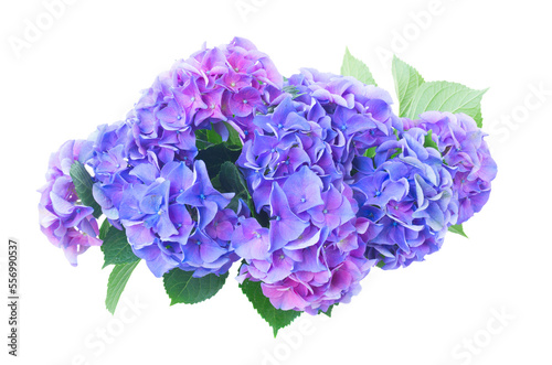 Φωτογραφία blue and violet hortensia flowers