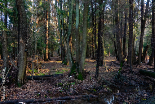 Old forest in a nature reserve