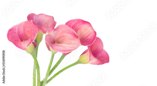 Fotografie Calla lilly