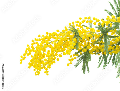 French mimosa