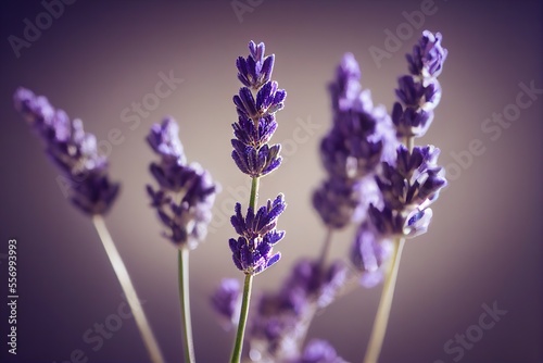 Purple lavender field. Lavender flowers. Blooming purple fragrant lavender flowers. Illustration for perfumery  health products  wedding.