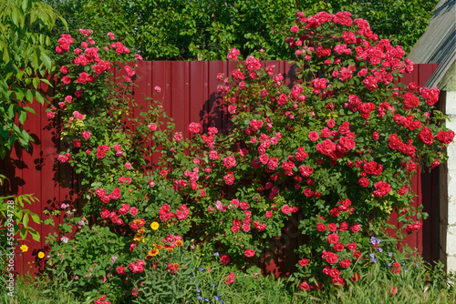 Many bright red roses are on shrub in sunlight. © vaz1